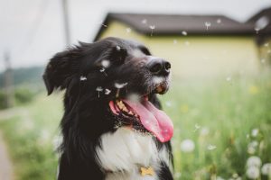 10 Things Your Pet Could Be Allergic To