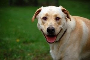 3 Common Causes Of Hair Loss In Dogs