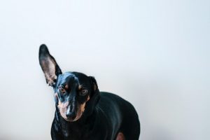 4 Common Types of Bone and Joint Conditions in Pets and How to Treat Them