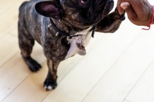 4 Things You’ll Want to Know about Your Pet’s Food