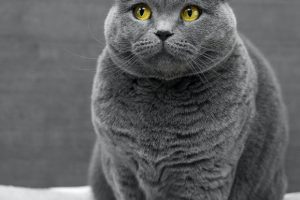 5 Signs Your Cat Has Diabetes
