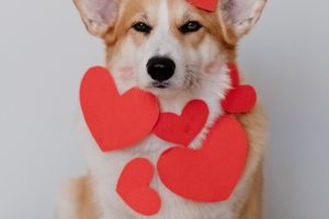 5 Things to Watch Out For If Your Pet Has A Heart Murmur