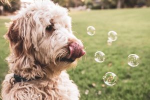 7 Ways to Cure Dog Boredom