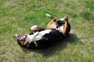 Allergies In Pets, Scratching The Surface