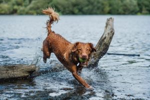 Beware of Blue-Green Algae
