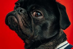 Brachycephalic Breeds and Their Health
