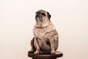 Five Steps To Managing Your Dog's Weight