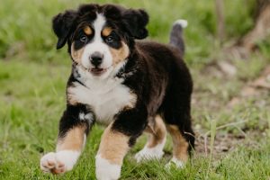 Giardia in Dogs