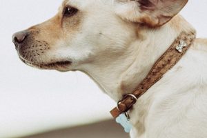Hematoma of the Ear in Cats and Dogs