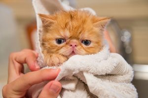 How Often Should I Bathe My Dog or Cat
