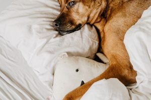How to Select The Best Dog For You
