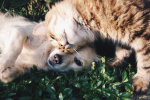 Periodontal Disease in Cats and Dogs