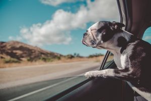 Preparing for Emergencies and Evacuations with Your Pet