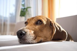 Tips For Pets With Noise Phobia