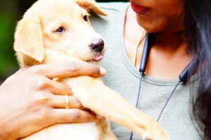 A Day in the Life of a Veterinary Technician