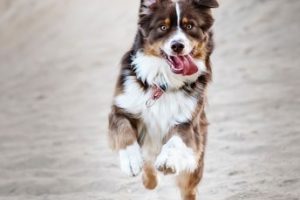 What Loss Of Balance Means In Dogs