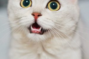Why and How Cats Have Seizures