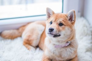 Reasons to Consider Spaying or Neutering Your Pet